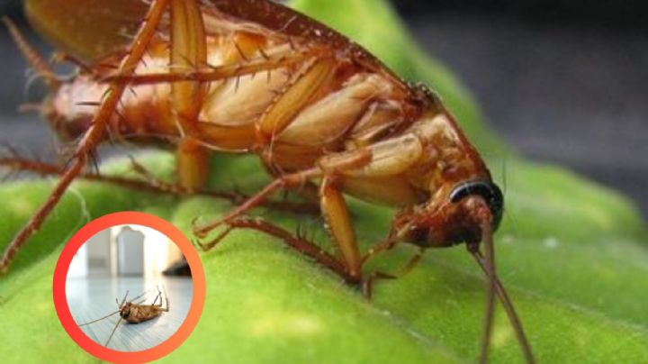 Cuatro plantas que atraen cucarachas; evita tenerlas en tu casa