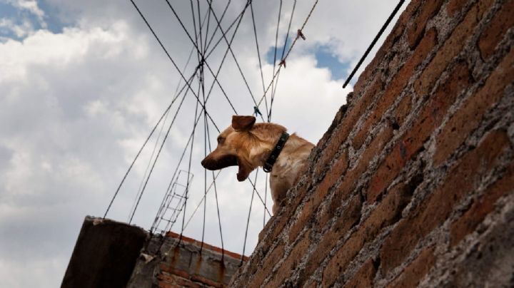 ¿Cuál es la multa por tener a tu perro en la azotea y exponerlo al sol?