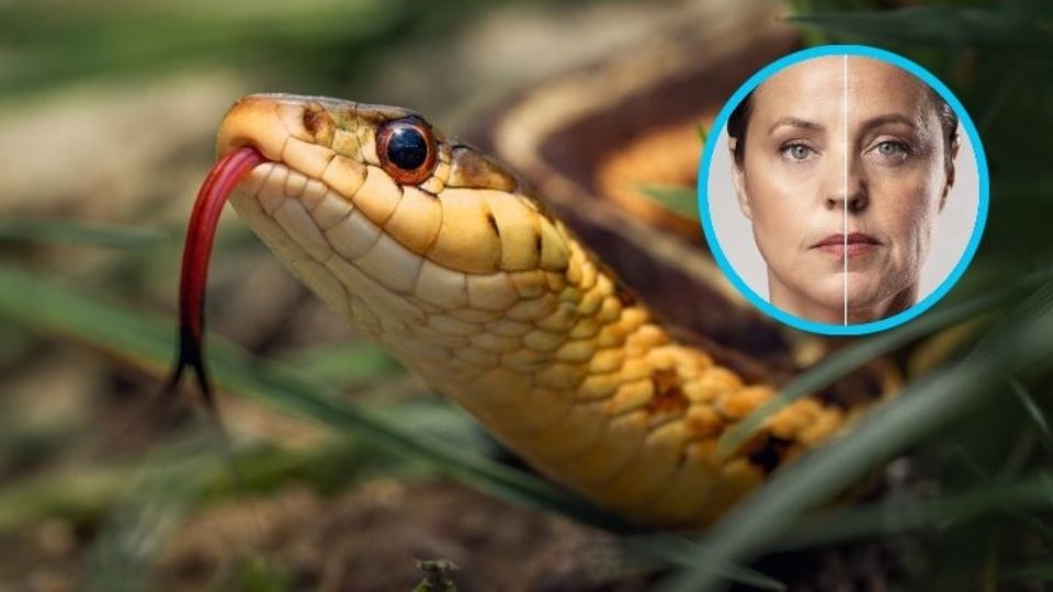 El veneno de serpiente te podría quitar las arrugas.