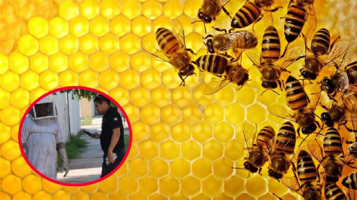 Muere niño de 6 años tras recibir más de 100 piquetes de abejas; estaba jugando con sus amigos