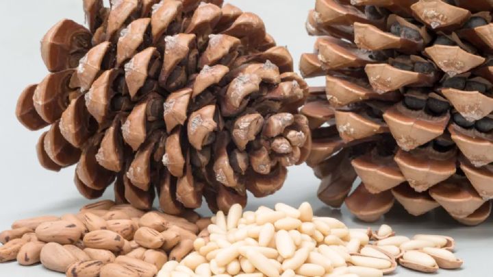 Piñón, el ingrediente de los chiles en nogada que cuesta 20 veces más que un kilo de carne