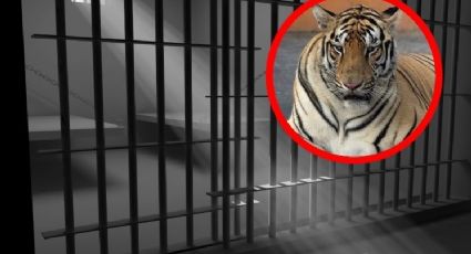 Capturan a tigre siberiano que aterrorizó a habitantes de Reynosa durante cinco días