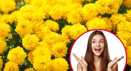 ¿Regalarás flores amarillas el 21 de septiembre? Esta es la tradición que enamora a las mujeres