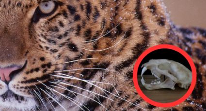 Al límite de la extinción, el leopardo está a punto de desaparecer; se cuentan 24 en libertad