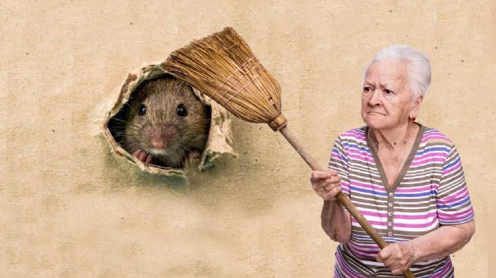 Temporada de ratones: viene el otoño y roedores entrarían por esto a tu casa