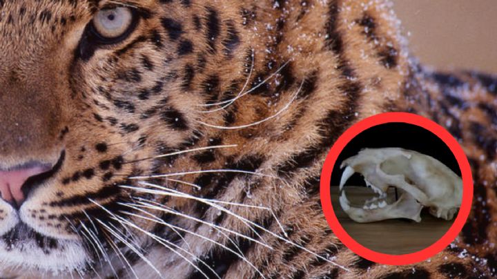 Al límite de la extinción, el leopardo está a punto de desaparecer; se cuentan 24 en libertad