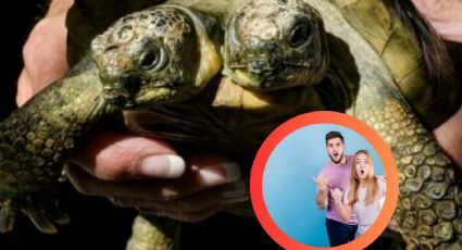 Esta tortuga tiene 26 años y... ¡2 cabezas!; esta es su historia