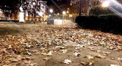 ¿Por qué están cayendo las hojas de los árboles si aún no es otoño?