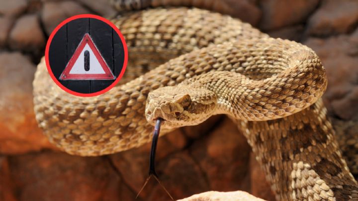 Tamaulipas: ¿cuáles son las serpientes más venenosas y cómo podemos identificarlas?