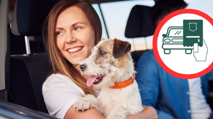 ¿Cuál es la multa por llevar a tu mascota en brazos mientras manejas?