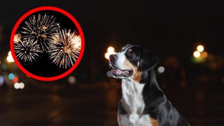 Fiestas Patrias: 5 consejos para cuidar a tus mascotas del ruido de la pirotecnia