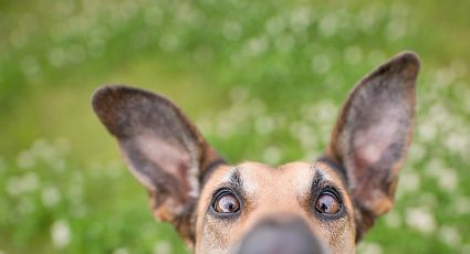 La mirada de tu perro: aprende a identificar lo que quiere decirte con solo ver sus ojos