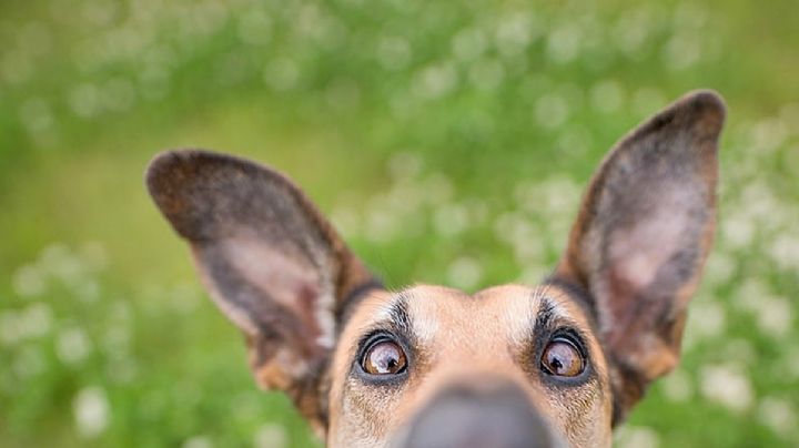 La mirada de tu perro: aprende a identificar lo que quiere decirte con solo ver sus ojos