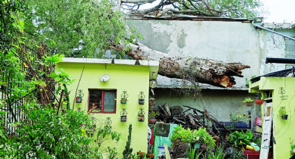 Derriba tormenta enorme árbol en la colonia Hidalgo