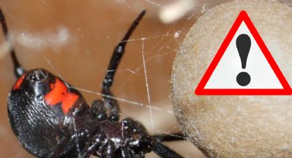 Viuda Negra: si vives en estos estados de México encontrarás a esta peligrosa araña