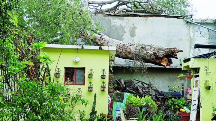 Derriba tormenta enorme árbol en la colonia Hidalgo