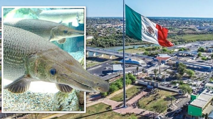 Pescan gigantesco catán del río Bravo en Nuevo Laredo, el más grande en 100 años