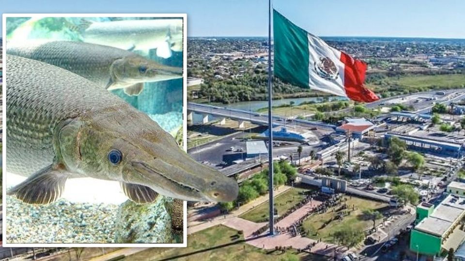 Catanes gigantes han sido capturados en Nuevo Laredo.