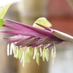 Siembra esta planta en tu jardín y en dos semanas medirá hasta 9 metros