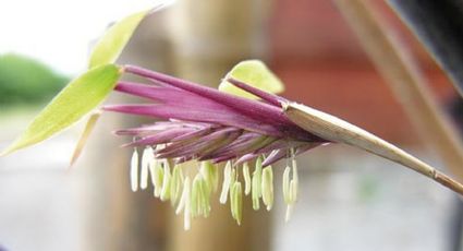 Siembra esta planta en tu jardín y en dos semanas medirá hasta 9 metros