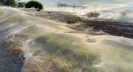 ¿Nevadas en Australia?, no; temporada de arañas pinta de blanco los bosques