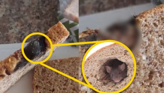 Asquerosa sorpresa: encuentra rata compactada en pan integral ¡y ya se había comido la mitad!| VIDEO