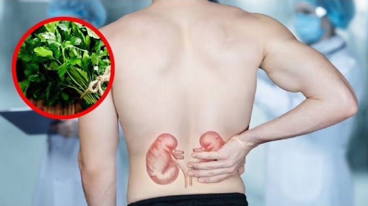 ¿Problemas renales?; con esta planta mejorarás la salud de tus riñones