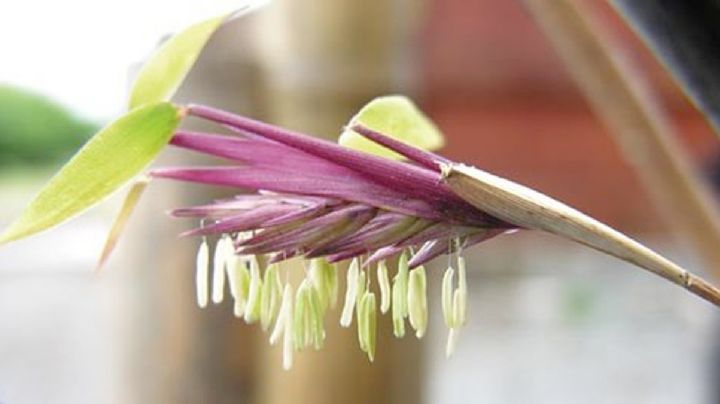 Siembra esta planta en tu jardín y en dos semanas medirá hasta 9 metros