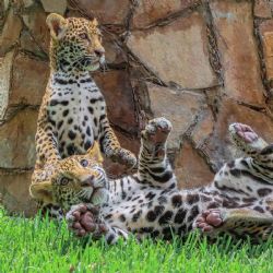 Canalizarán a cachorros de jaguar de Nuevo Laredo a 'La Biosfera'