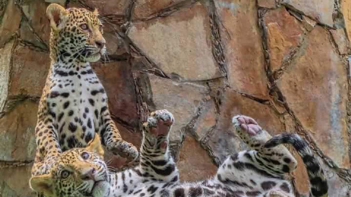 Canalizarán a cachorros de jaguar de Nuevo Laredo a 'La Biosfera'