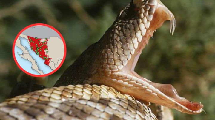 ¿Cuál es la serpiente más peligrosa y venenosa de México y dónde habita?