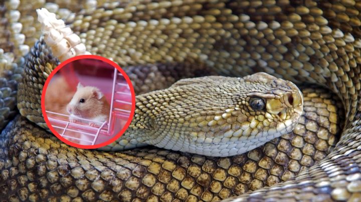 Víbora de cascabel: estas mascotas podría atraerlas a tu casa, ¡ten cuidado!