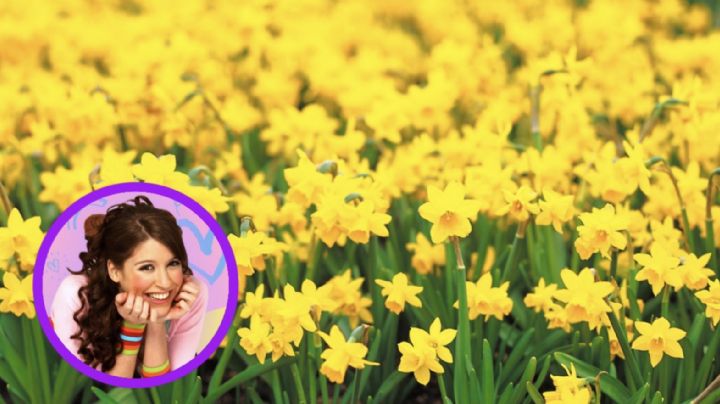 ¿Por qué se regalan flores amarillas cada 21 de septiembre?; te contamos el origen