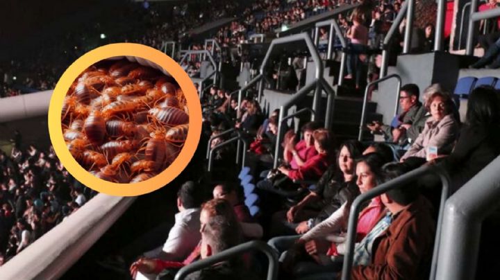 Chinches en los asientos del Auditorio Nacional; el recinto aún no responde | VIDEO