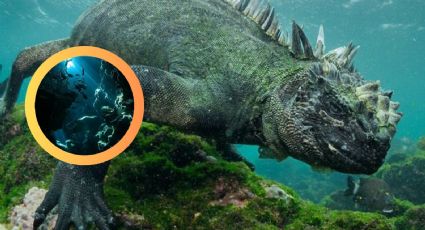 Parecen 'mini Godzillas', así nadan las iguanas acuáticas en las profundidades del mar | VIDEOS