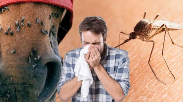 Alerta por raro virus transmitido por un mosquito en Estados Unidos