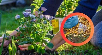 Estas plantas puedes sembrar en octubre en tu casa