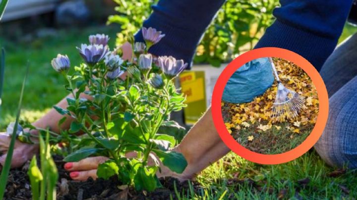 Estas plantas puedes sembrar en octubre en tu casa