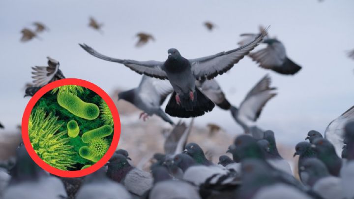 Cinco enfermedades que podrían transmitirte las palomas; ahuyéntalas de tu casa