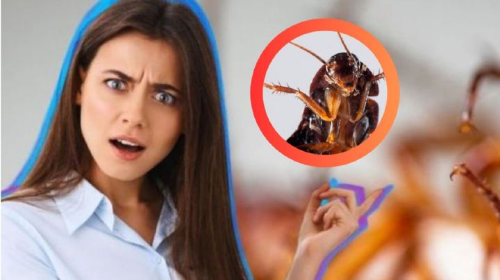 Si tienes este aparato tu casa podría llenarse de cucarachas