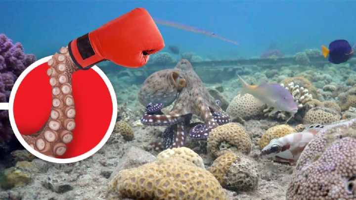 ¿Por qué a los pulpos les gusta cachetear a los peces?