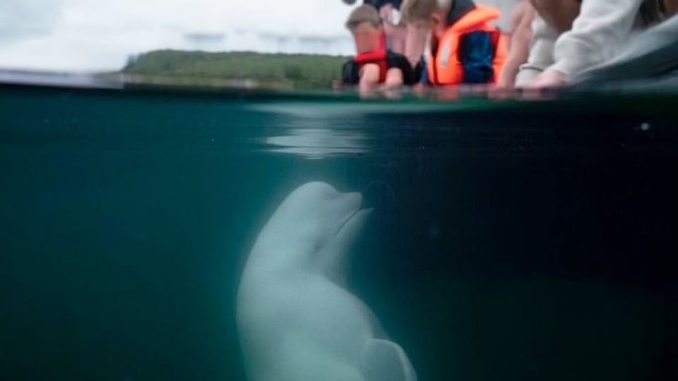 Encuentran muerta a la ballena rusa