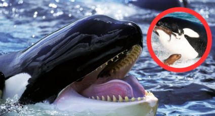 Ballenas asesinas: ¿por qué son llamadas de esta forma las orcas?