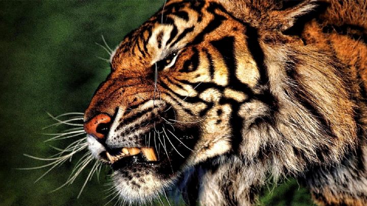 Tigre siberiano anda suelto en las calles de Reynosa; alertan a ciudadanos por ataque mortal