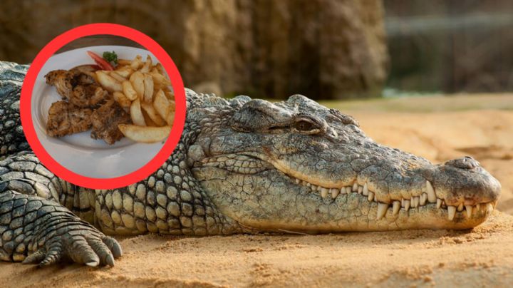 ¿A qué sabe la carne de cocodrilo? Este es su singular sabor