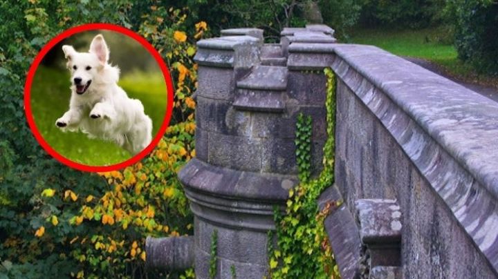 Conoce el misterioso puente donde los perros se arrojan al vacío; estas son las teorías