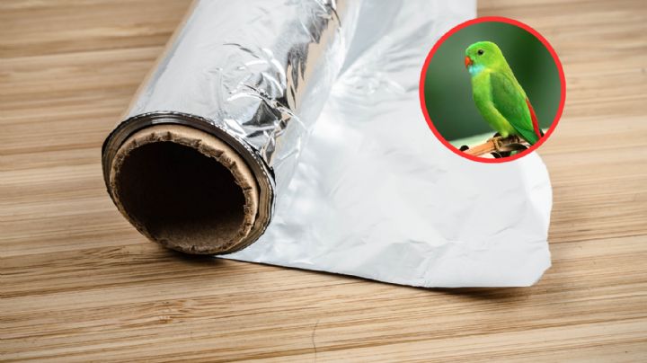 Así puedes correr a los pájaros de tu terraza; solo usando papel aluminio