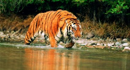 Piensan que tigre que escapó en Reynosa cruzó de 'ilegal' el Río Bravo rumbo a McAllen