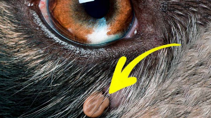 Temporada de garrapatas: con estos consejos podrás eliminarlas fácilmente de tus perros y gatos