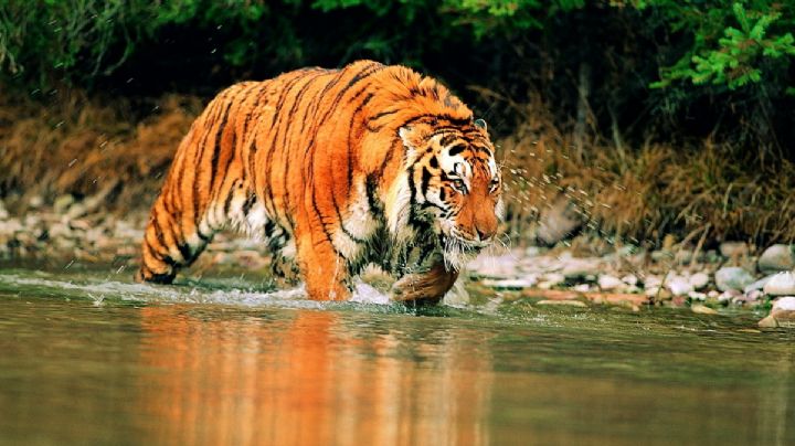 Piensan que tigre que escapó en Reynosa cruzó de 'ilegal' el Río Bravo rumbo a McAllen